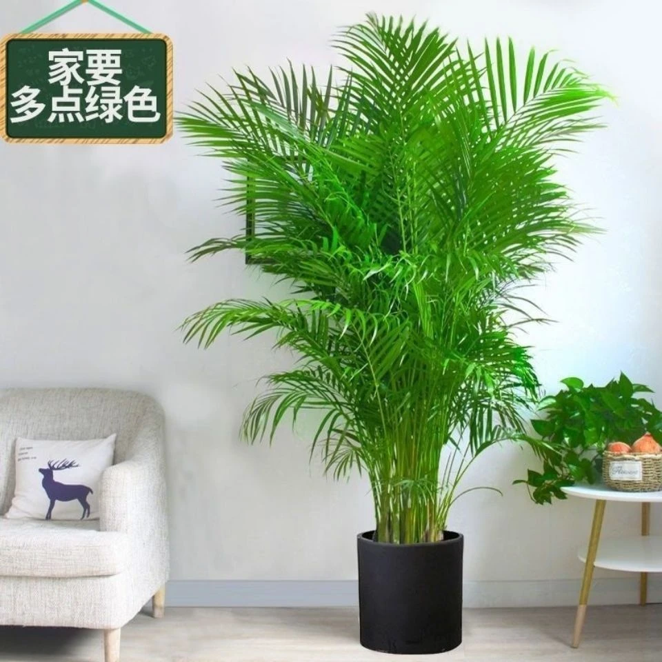 散尾葵凤尾竹室内客厅大型绿植盆栽富贵椰子夏威夷竹盆景花卉植物