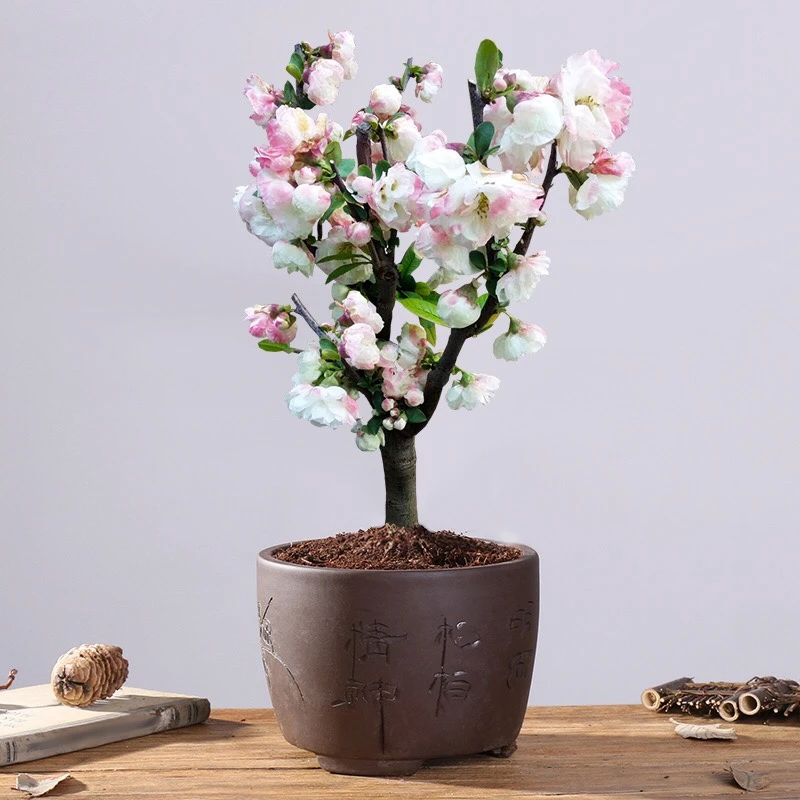 彩玉海棠花苗花卉盆栽树苗植物室内客厅阳台庭院