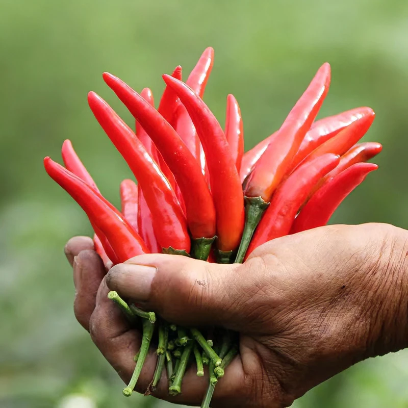 四川新鲜小米辣朝天椒泡椒现摘现发辣椒农家种植1斤/3斤/5斤