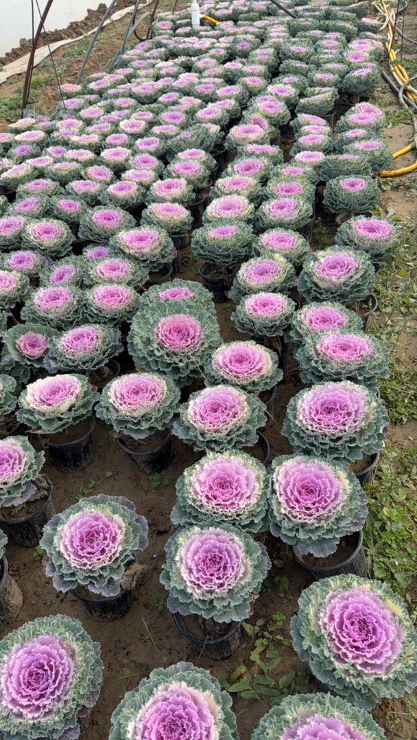 粉色牡丹甘蓝褶裙，耐寒可以室外室内摆放