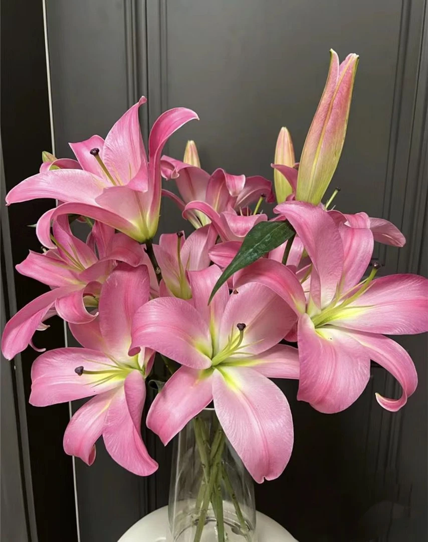 (圆舞曲)香水百合花水生鲜切花,插花干净东北产地顺丰包邮
