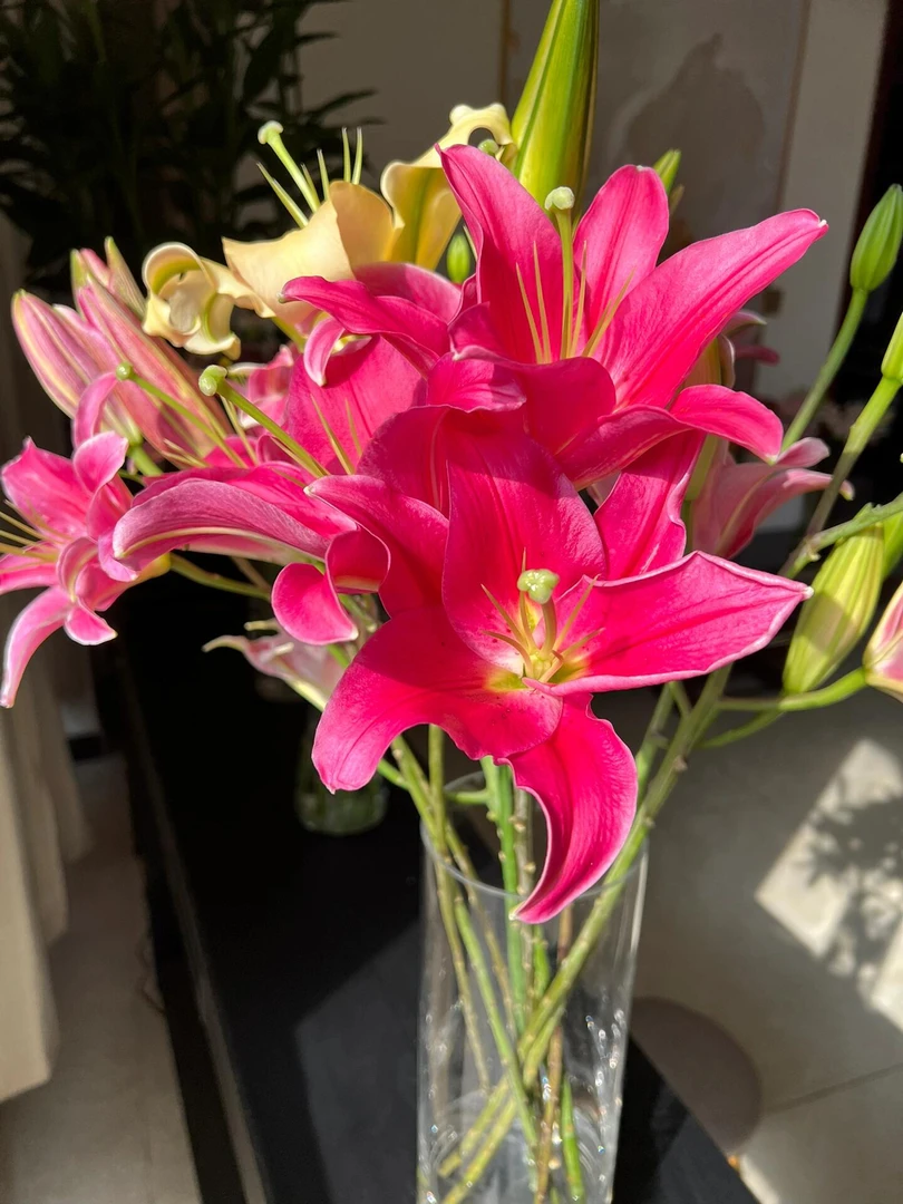（红中红百合） 百合花鲜切花水生鲜切花，插花干净东北产地顺丰包邮