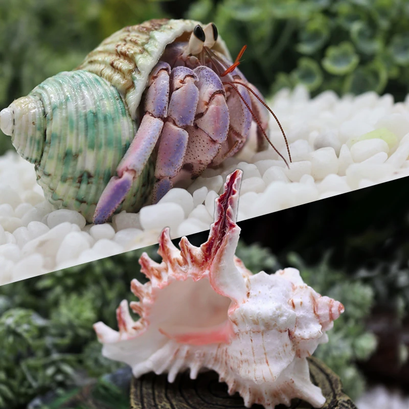 寄居蟹大号替换壳～贝壳装饰壳天然海螺水族造景素材巨无霸 松弛感