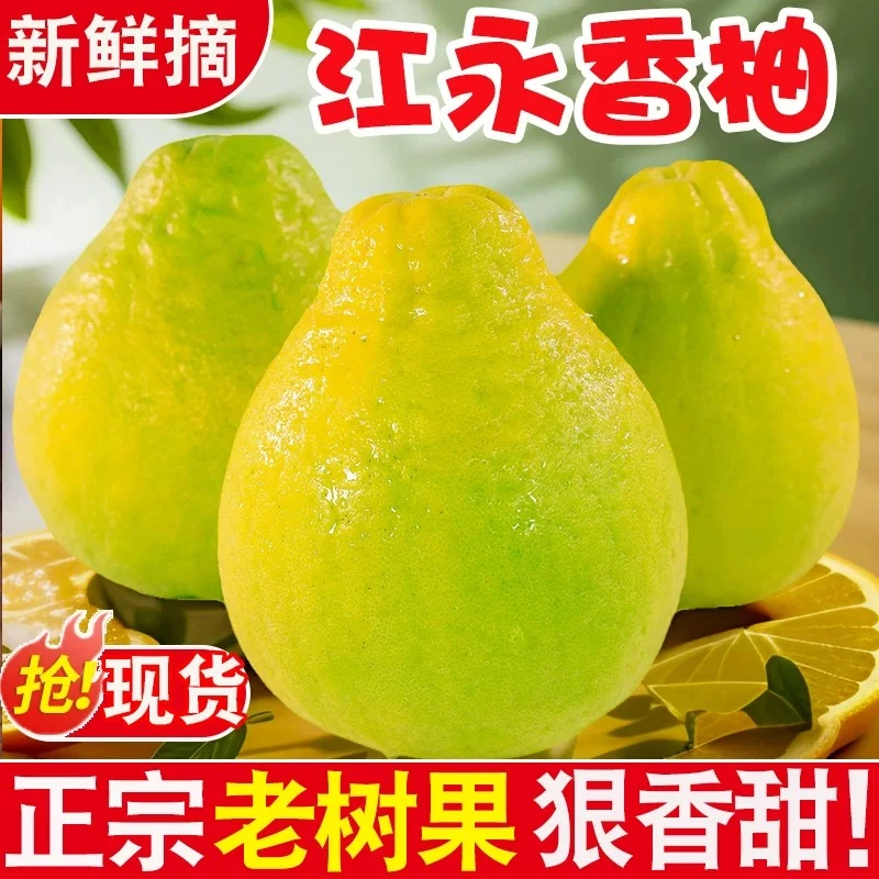 江永香柚40年老树柚沙田柚江永贡柚暹罗红柚正宗香柚江永葡萄柚