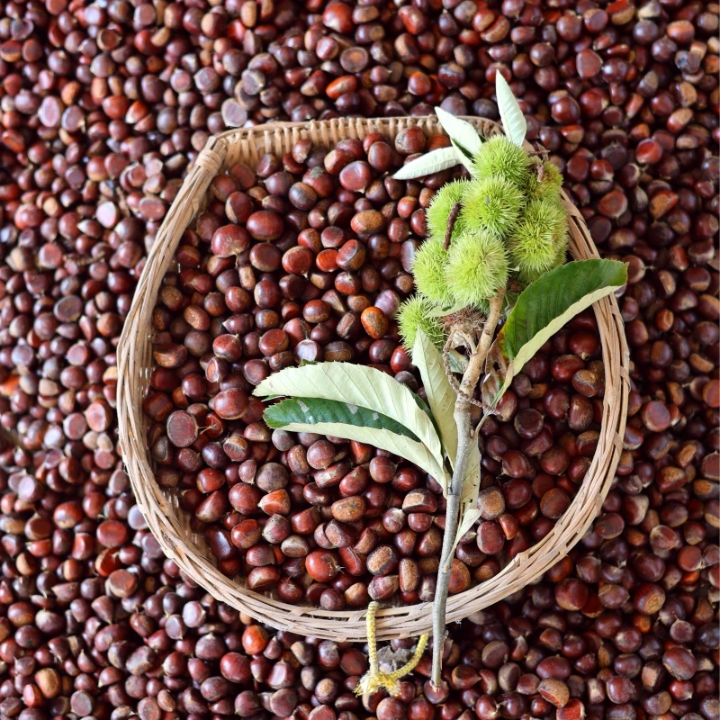 2024新鲜生板栗灌木丛中小毛栗子高山毛栗子小颗粒批发小个毛栗