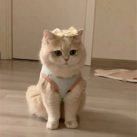 猫咪尺码可爱夏季薄款布偶猫小幼防掉毛四脚衣马卡龙空调背心宠物