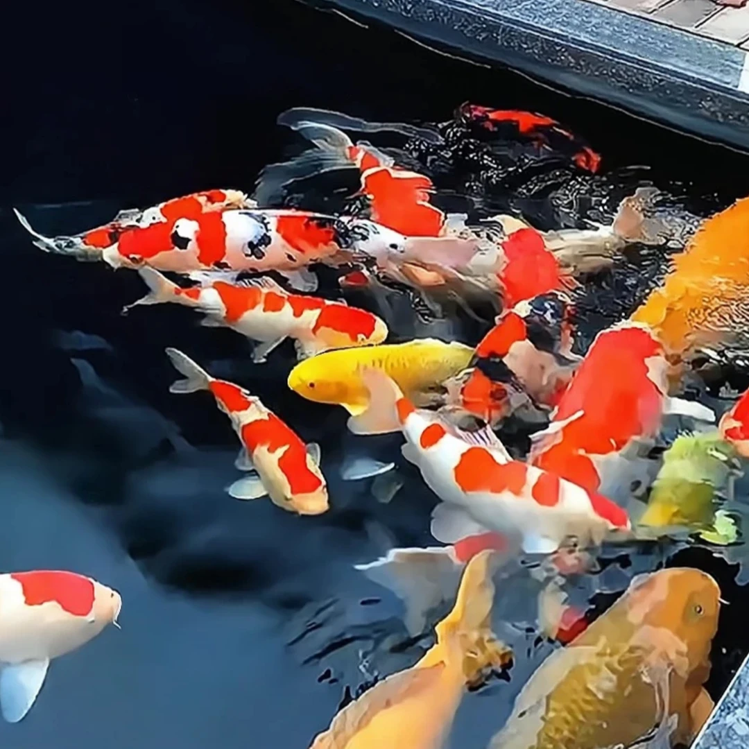 锦鲤观赏鱼【2黄+2红+2黑}共六条锦鲤鲤好物锦鲤观赏鱼锦鲤鲤好物