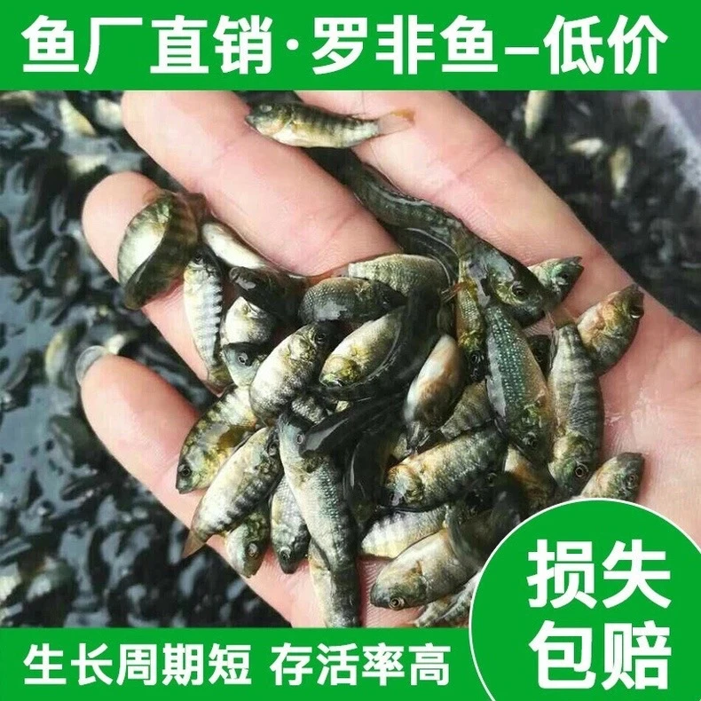 脆肉海南1号鱼优质罗非鱼荷包苗 抗寒大品种单性淡水养殖包活包邮