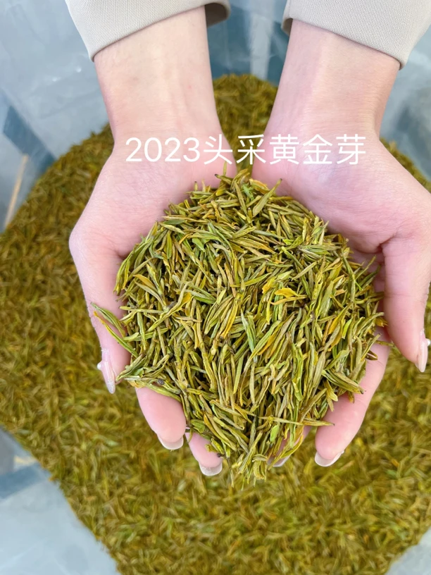 头采黄金芽2025年新茶春茶浓香型豆香味高档绿茶礼盒装尝鲜价