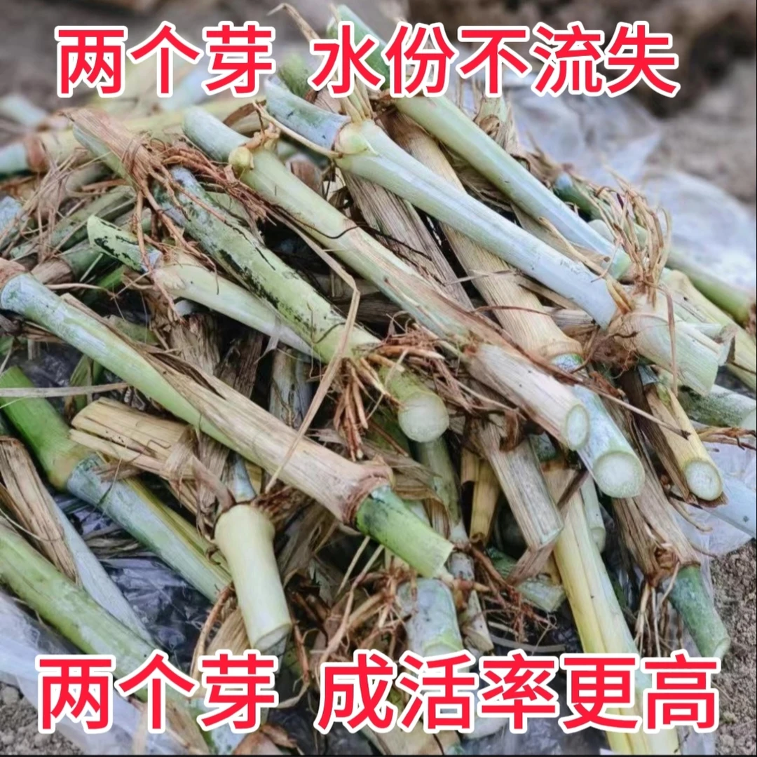 牛吃的草养猪的草无毛甜象草高产巨菌草新型皇竹草红象草四季牧草