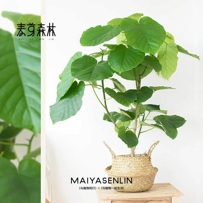落地爱心榕盆栽绿色茂盛植物大叶四季好养易活型基地【顺丰上门】