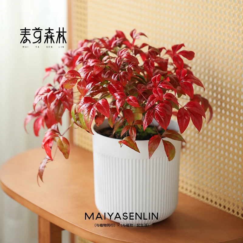 【宠粉福利】麦芽森林火焰南天竹耐寒红火绿植盆栽阳台花园年宵花