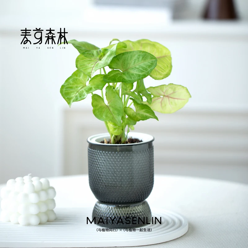 【合果芋】盆栽植物室内四季办公室水培吸甲醛金童子绿植好养易活