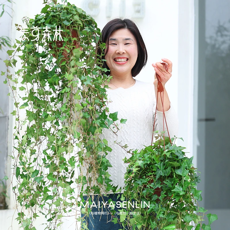 【绿瀑布】枫叶常春藤垂吊植物阳台室内净化空气吊兰绿植盆栽挂墙