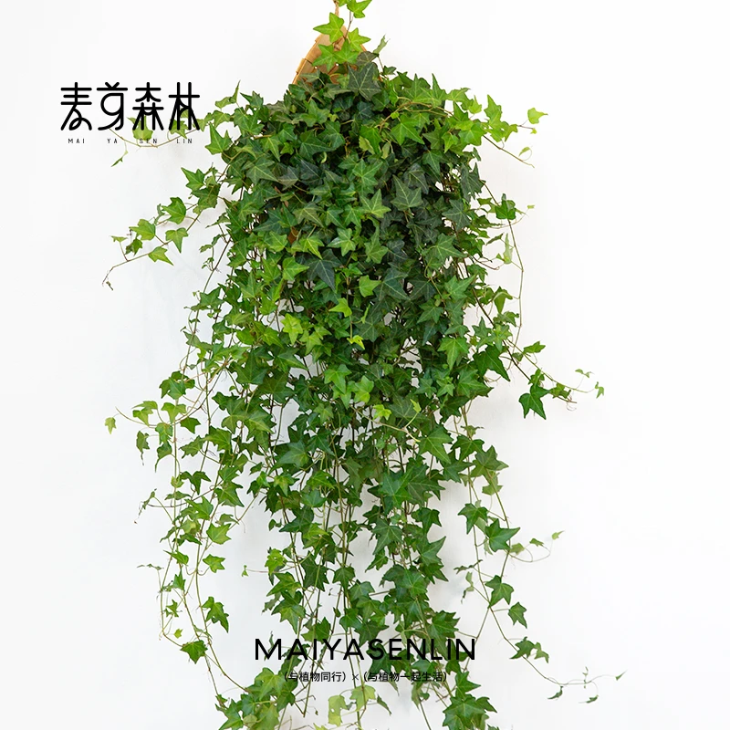 青叶常春藤观叶盆栽阳台垂吊新房除甲醛净化空气常绿绿植现代盆景