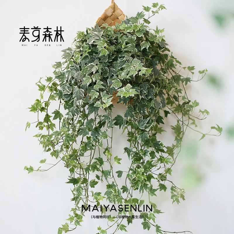 【花叶新款】常春藤季节精选新手懒人绿植垂吊枝条创意阳台花园造型