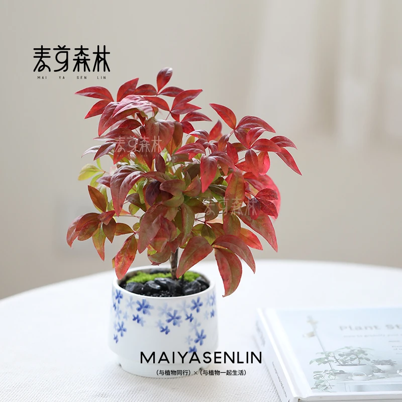 手绘樱花青花瓷丨麦芽森林火焰南天竹越冷越红绿植阳台室内花园