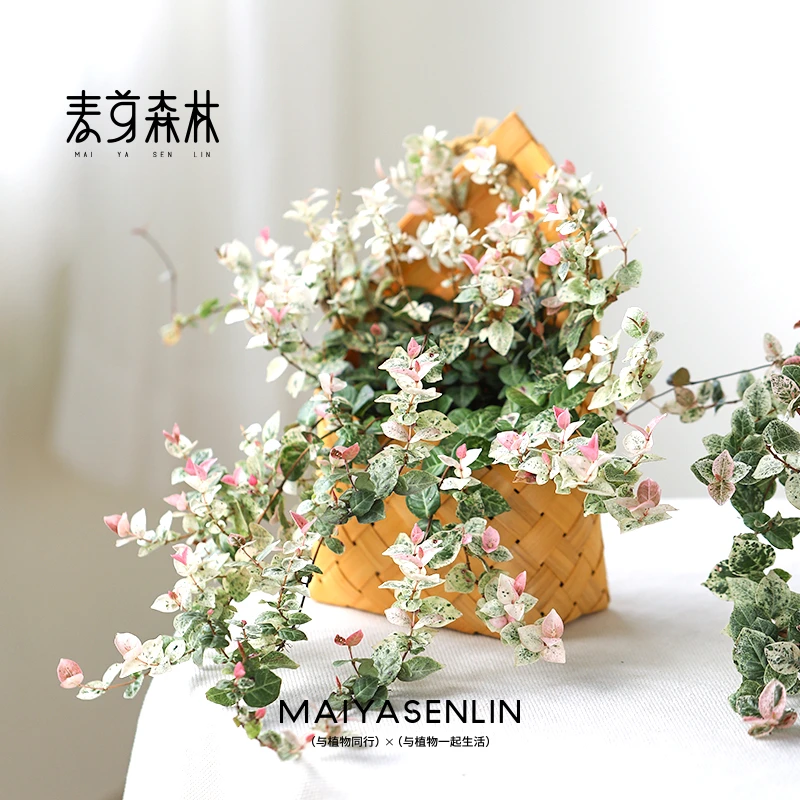 【粉花络石】高颜值耐晒绿植盆栽阳台庭院楼顶露台花园美观好养易活