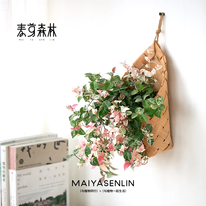 【粉色垂吊】花叶络垂吊植物耐晒盆栽庭院户外阳台绿植吊兰好养活