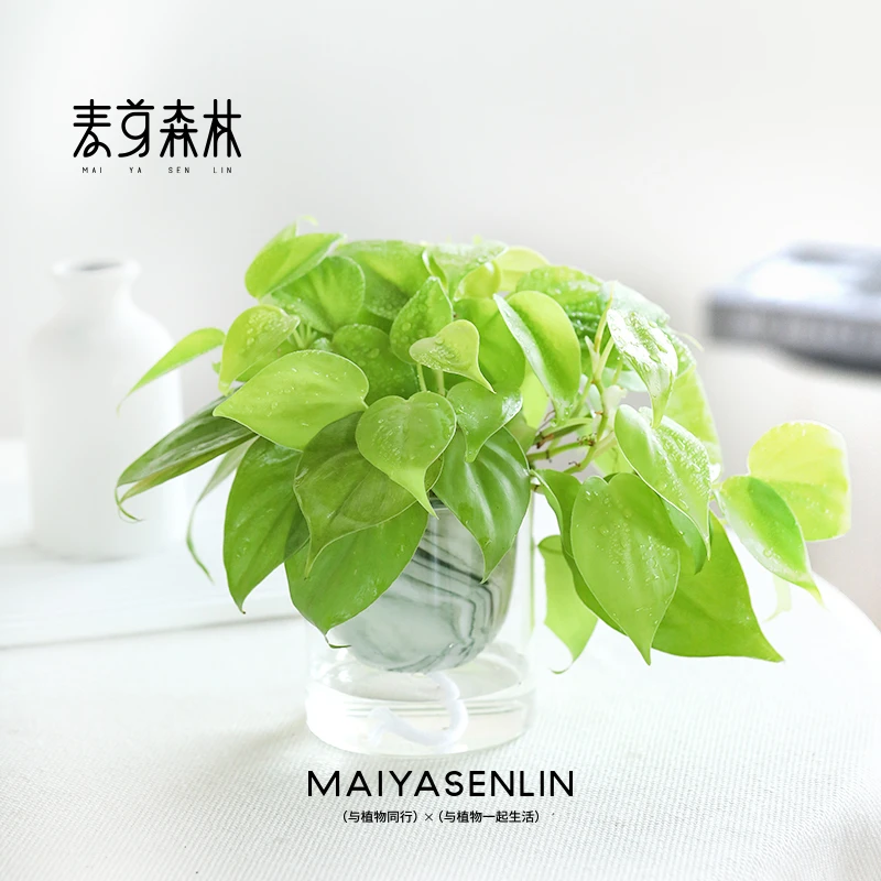 柠檬汁蔓绿绒柠檬色心型叶片热带阳台绿植物盆栽进口网红黄金绿