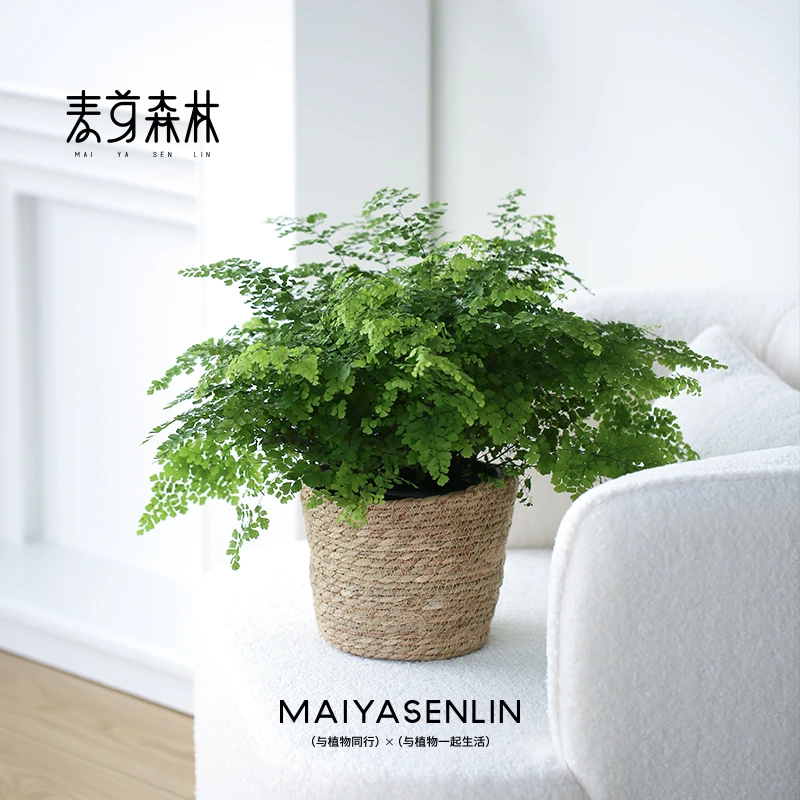 铁线蕨盆栽垂吊密叶蕨类植物耐阴客厅室内外可水培好养活四季常绿