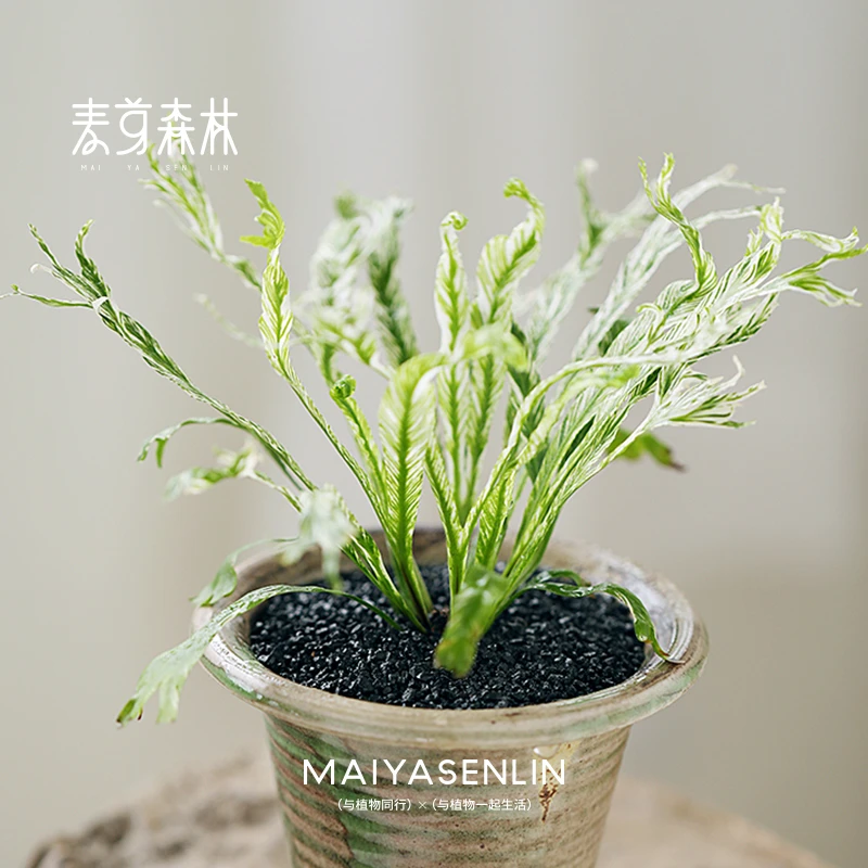 蕨类合集丨花叶鸟巢蕨鹿角蕨高颜值室内桌面绿植物吸甲醛净化空气