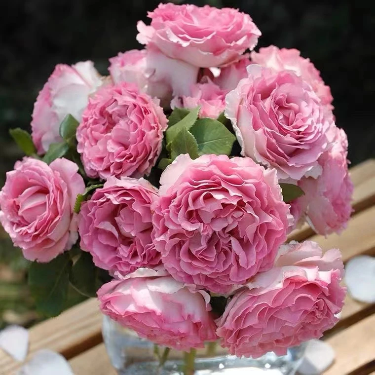 娇仙子罗伊爬藤月季藤本大苗四季开花香庭院花卉耐寒耐热好养植物