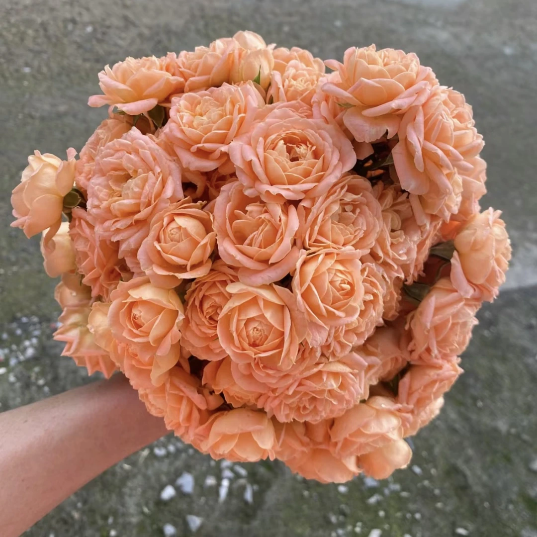 娇仙子甜梦爬藤月季四季开花中花型丰花品种庭院阳台耐寒耐热植物