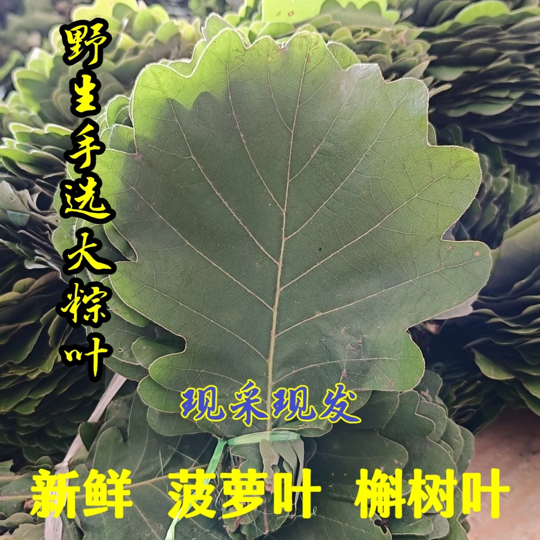 当年野生新鲜室内晾干槲树叶菠萝叶优质大粽叶槲包粽菠萝饼柞树叶