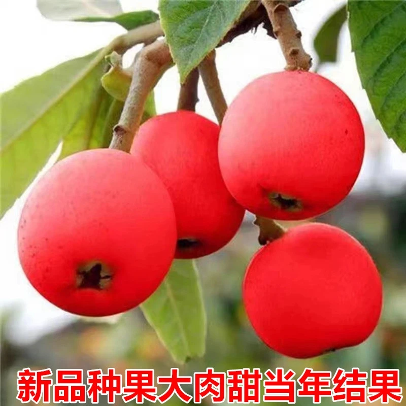 枇杷树苗无籽苗红肉无核砂糖枇杷苗新品南北方种植抗旱耐寒果树苗