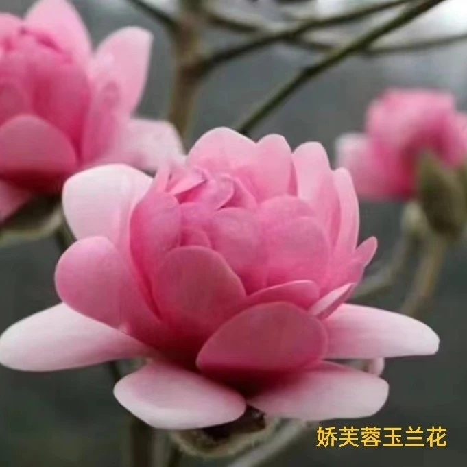 日出玉兰 红芭蕾玉兰 复色五彩玉兰白雪玉兰红牡丹玉兰新品种玉兰