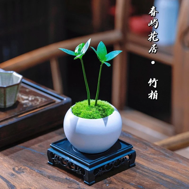 【幸运四叶草】盆栽驱蚊好养竹柏室内办公室摆件茶桌面绿植四季常青