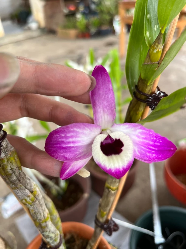 精品石斛一物一拍 自助下单