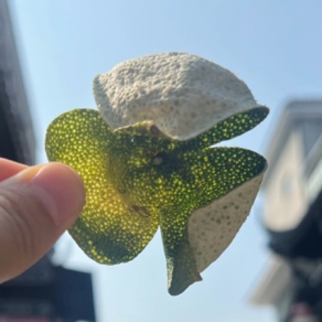 新会特产陈皮天马茶坑圈枝老树大青皮薄身油皮