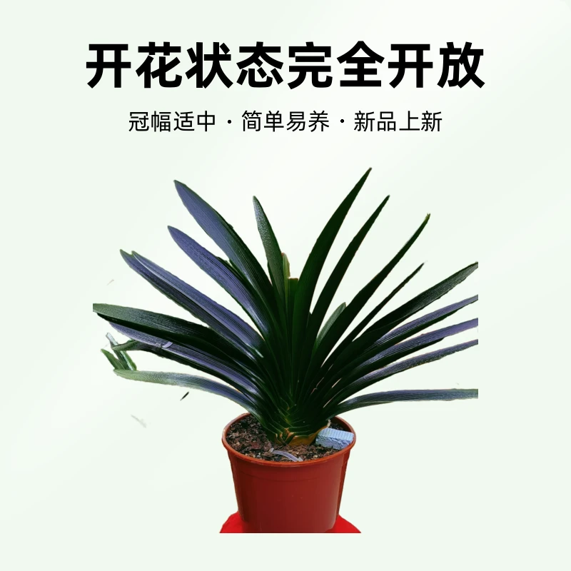 君子兰直播间链接一物一拍