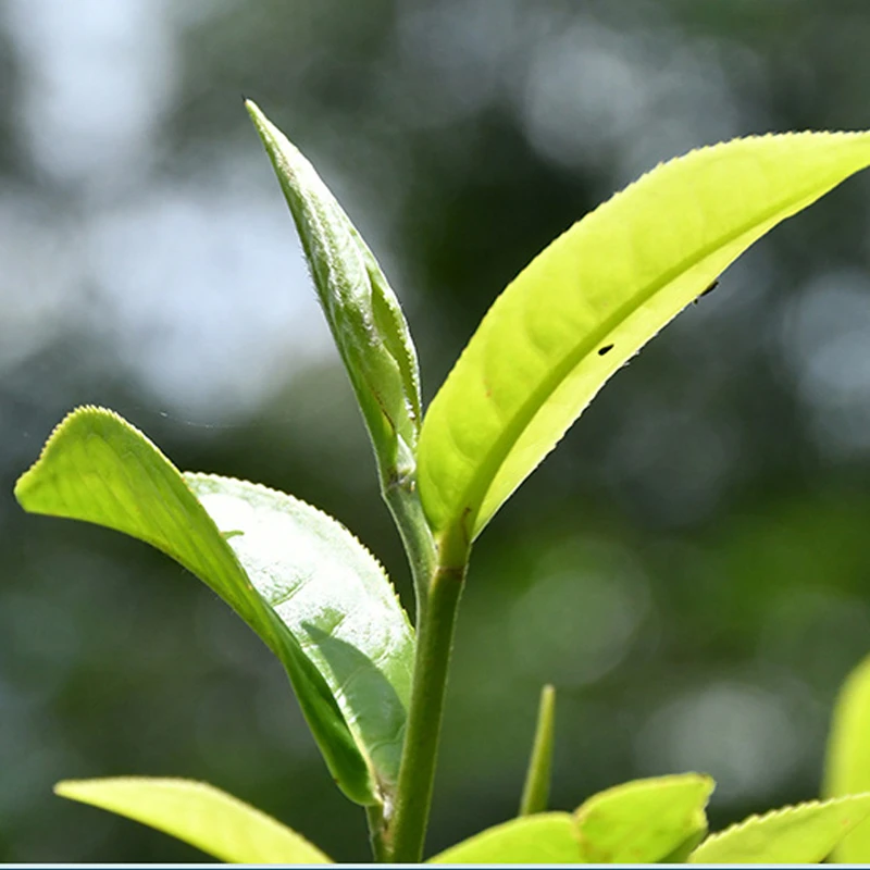 2024年云南临沧勐库冰岛老寨白茶散茶白茶