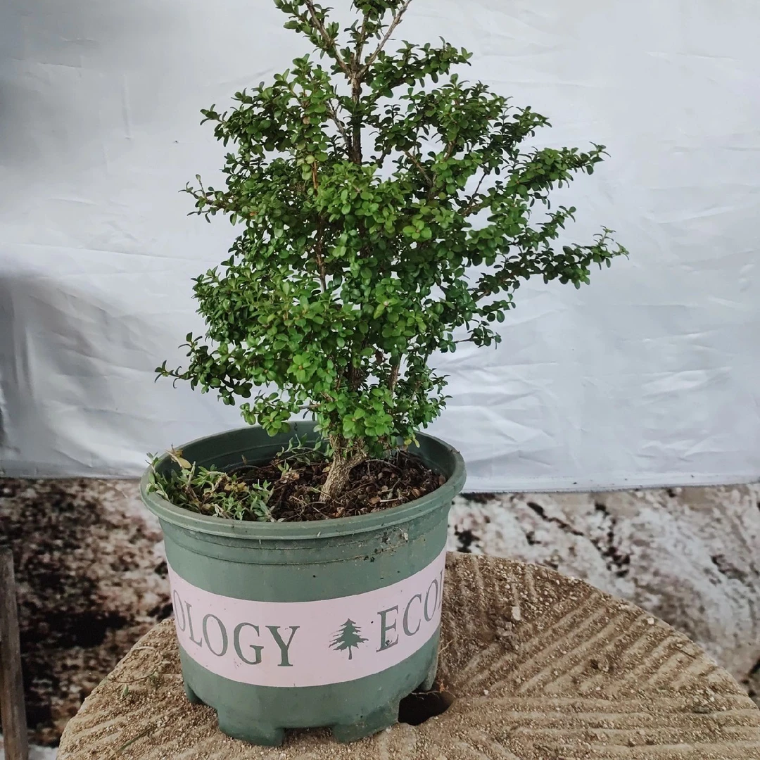 安徽大别山珍珠黄杨耐寒冬红夏绿庭院阳台茶台盆景素材新奇植物