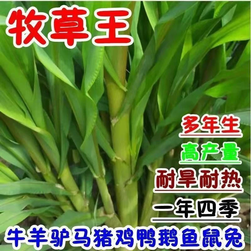 新品牧草王种节多年生糖量高四季常青耐寒牛羊猪食用新鲜饲料牧草