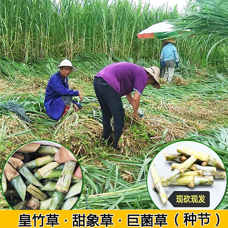 皇竹草  巨菌草 高产 耐寒 牧草种节