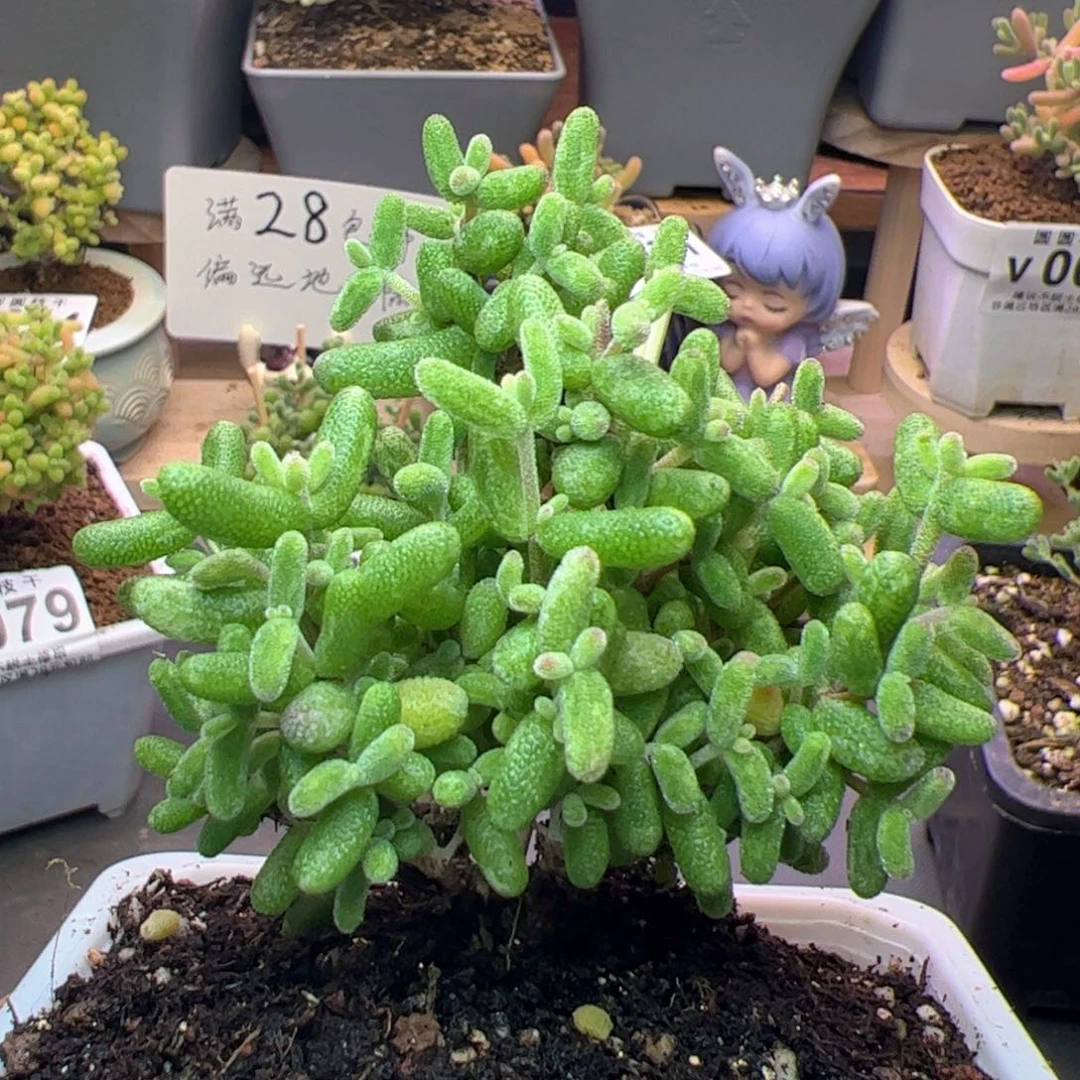 v093糖球白虎斑锦