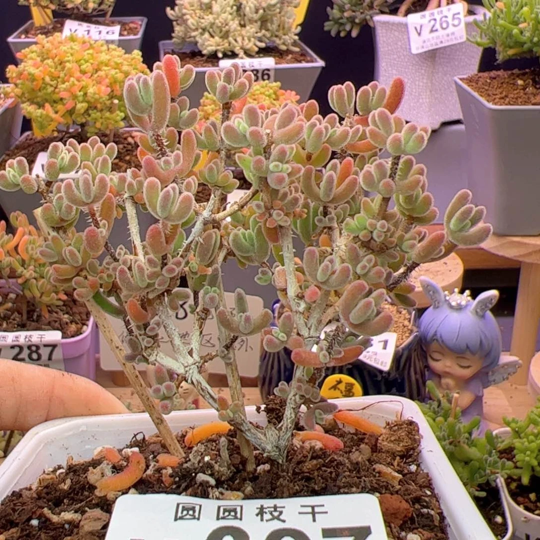 v307琉璃满28包邮