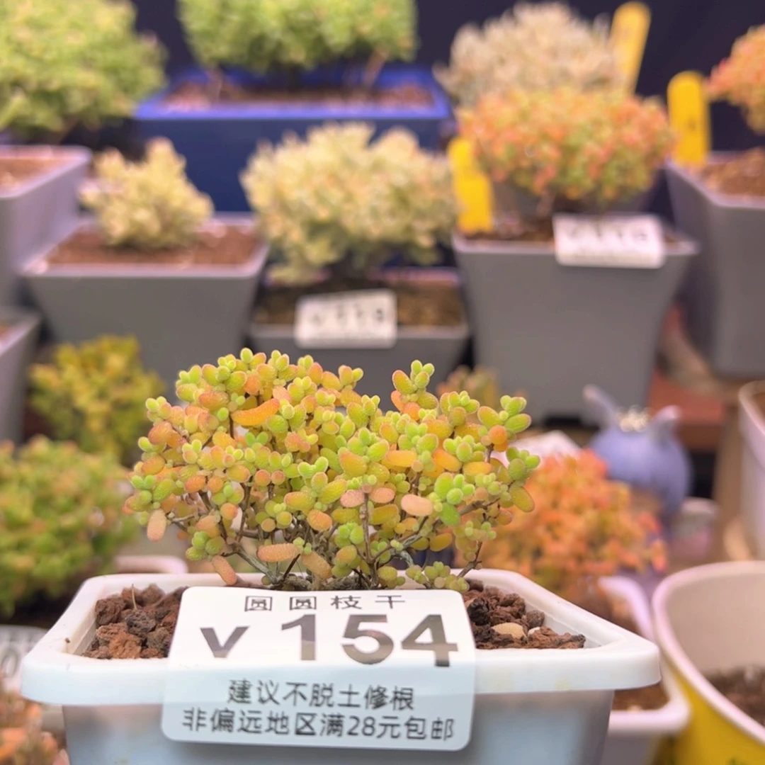 V154蜜橘糖球福利
