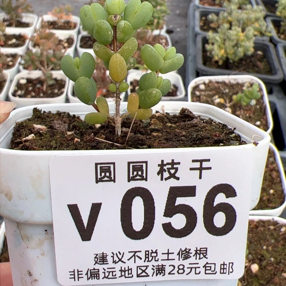 v056金小元宝满28包邮