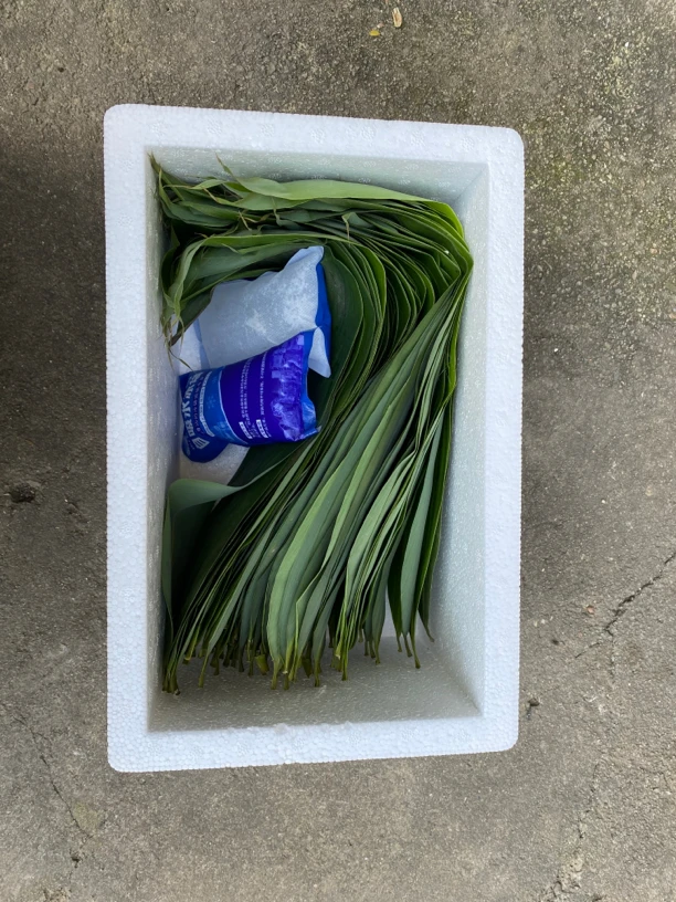 江西新鲜现摘农家大粽叶宽叶箬竹叶家用