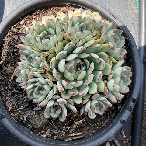荷花。。。。。。。。。。。。。。。