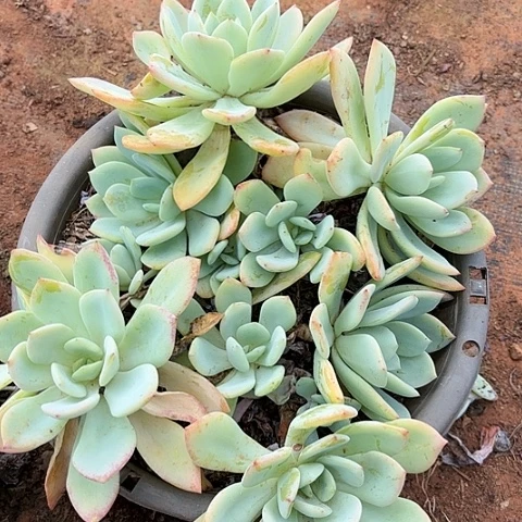 多肉植物。。。。。。。。。。。。。。。