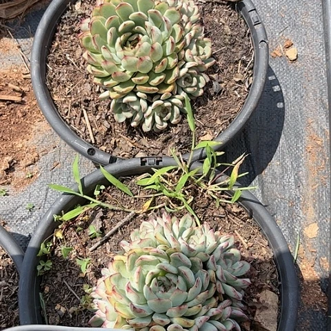 多肉植物。。。。。。。。。。。。。。。