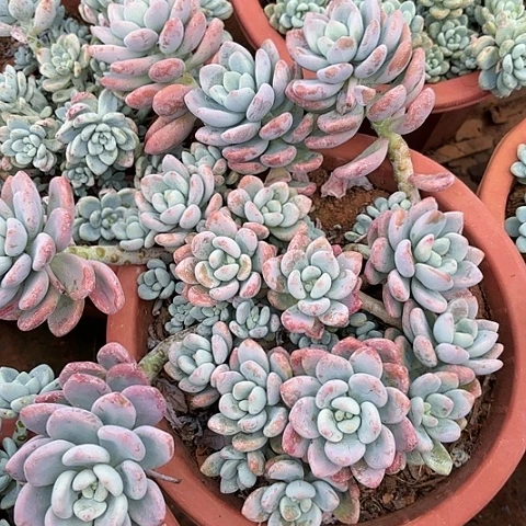 多肉植物。。。。。。。。。？