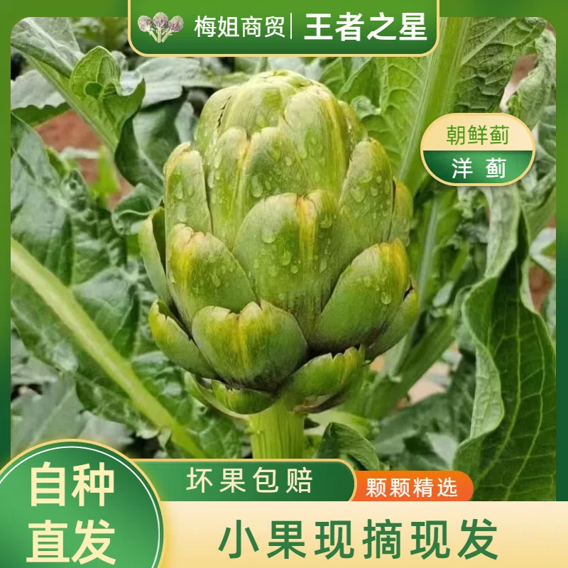【小果王者之星】云南特产新鲜洋蓟朝鲜蓟食材营养网红蔬菜现摘现