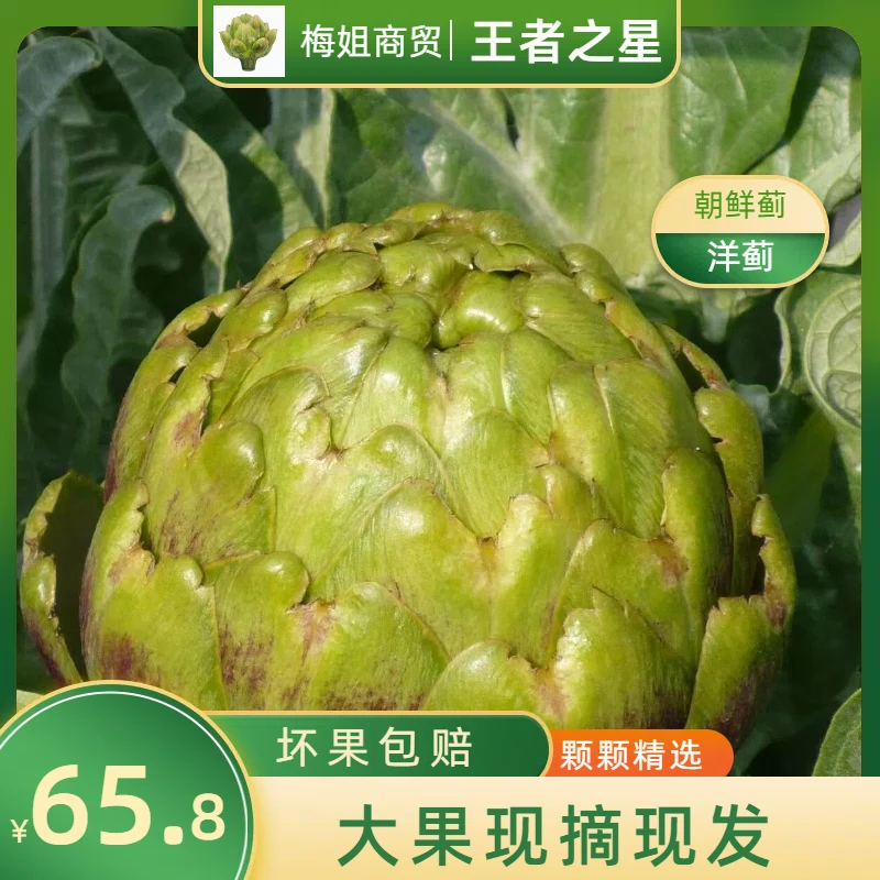 【达人专属王者之星大果】云南特产新鲜洋蓟朝鲜蓟营养蔬菜现摘现发